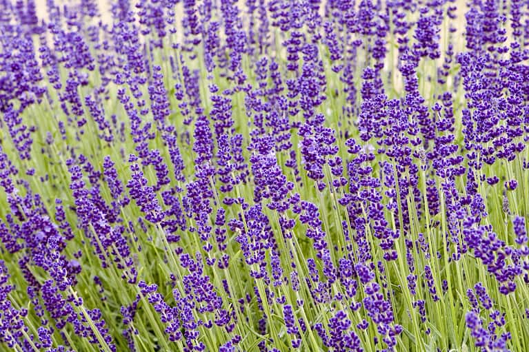 'Hidcote' lavender field