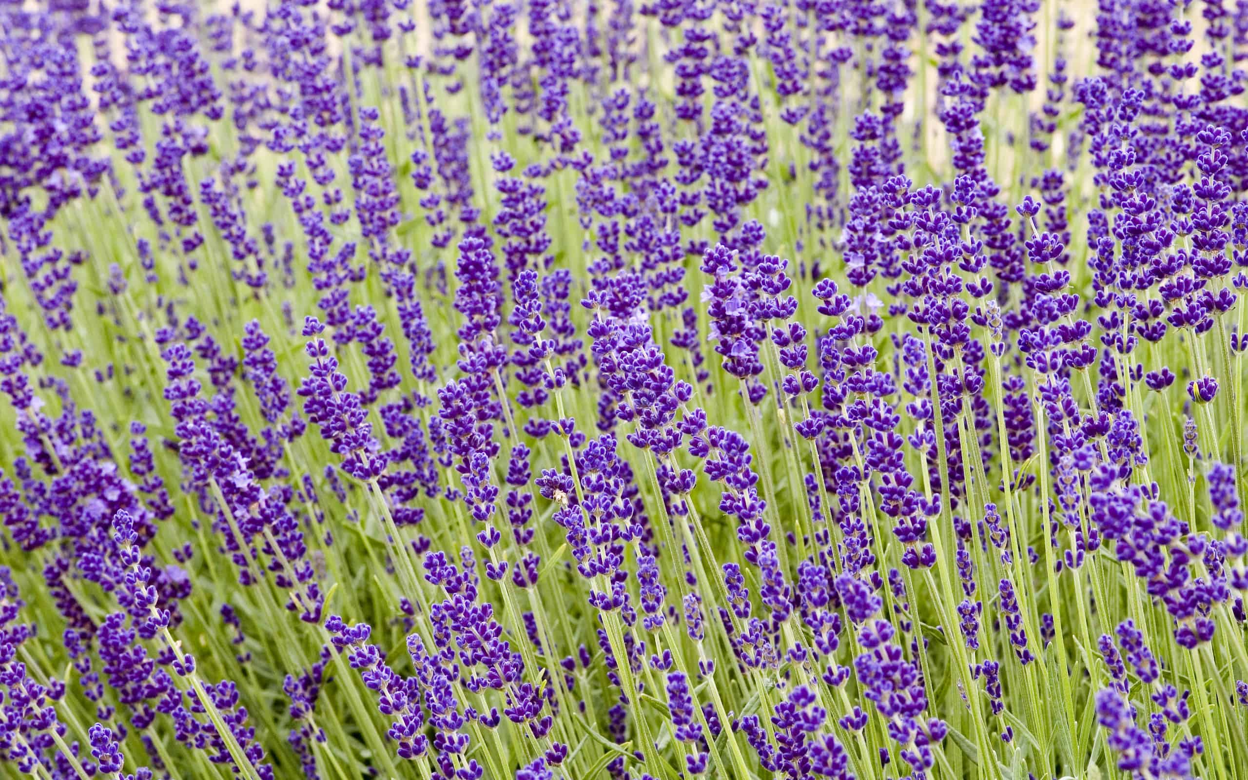 'Hidcote' lavender field