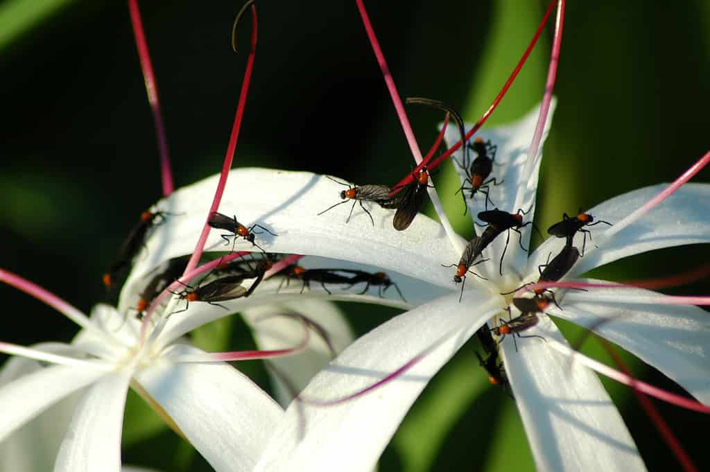 Love Bugs, Plecia nearctica