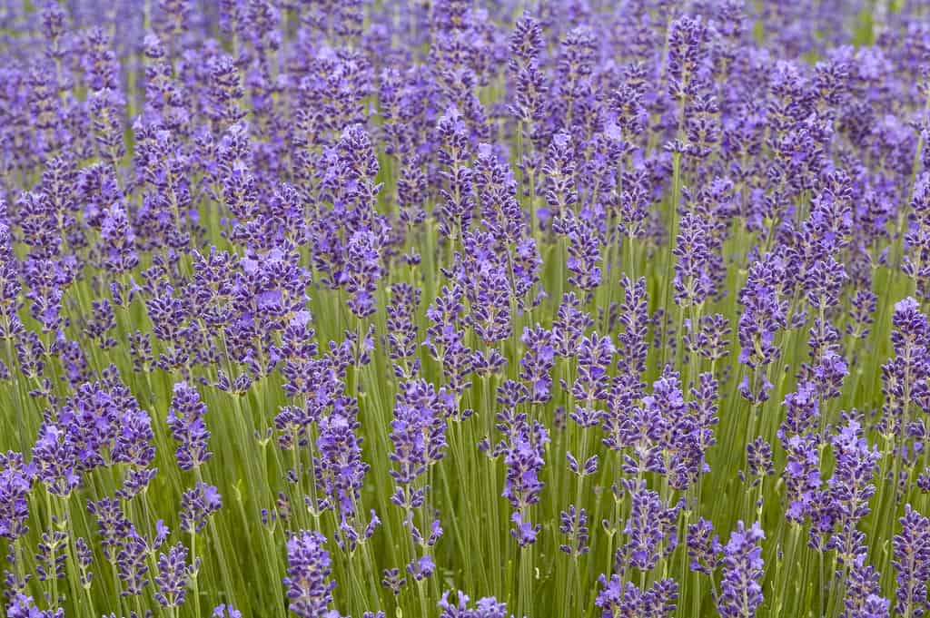 'Munstead' lavender field