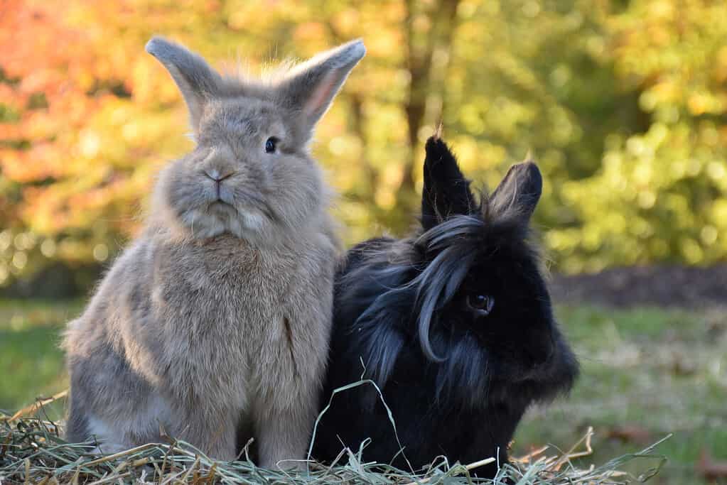 Two Lion Head Rabbits Outdoors