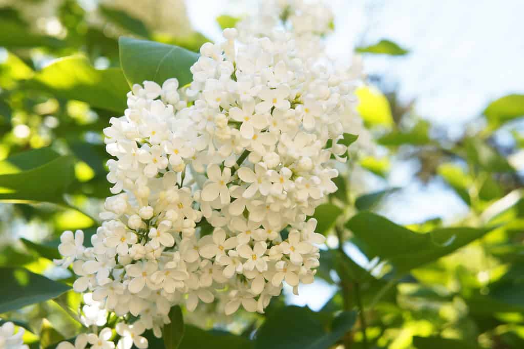 Ivory silk japanese tree lilac or syringa reticulata white flowers