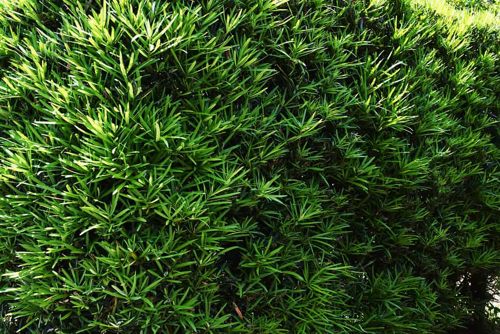 Leaves(Hedge)of the Yew plum pine