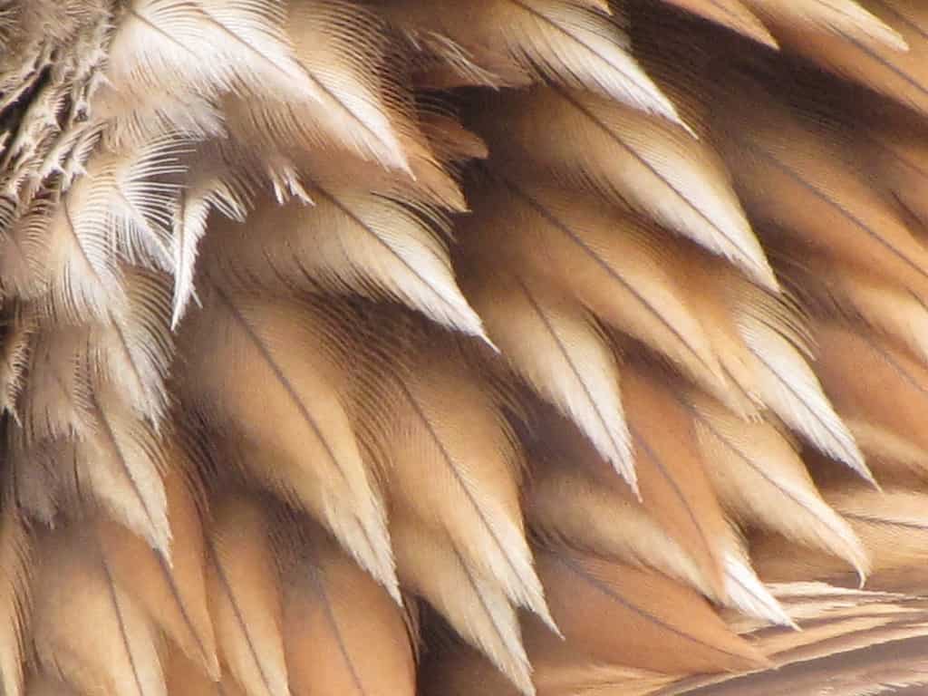 A closeup of golden eagle feathers