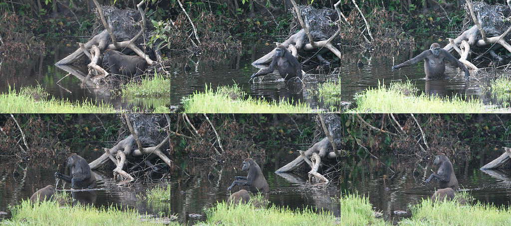 Female Leah Using a Walking Stick while Crossing Bipedally through an Elephant Pool at Mbeli Bai