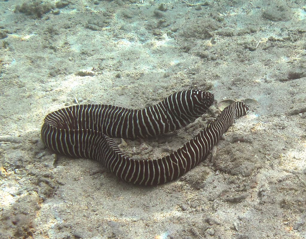 Zebra Moray (Gymnomuraena zebra)