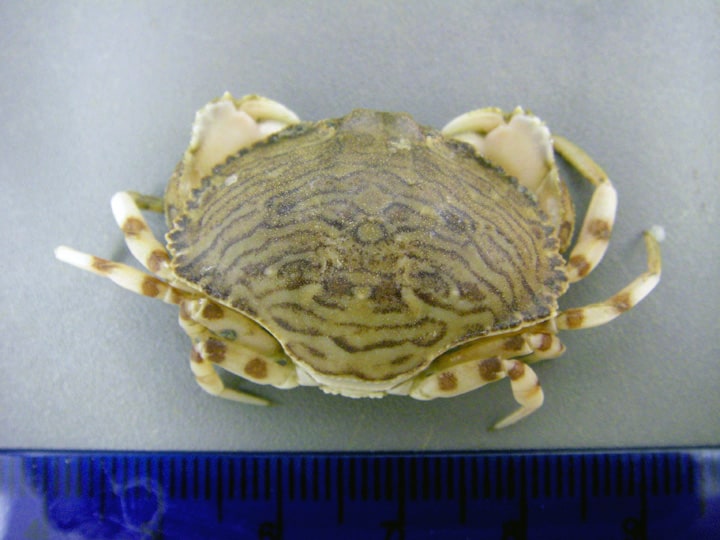 Flecked Box Crab