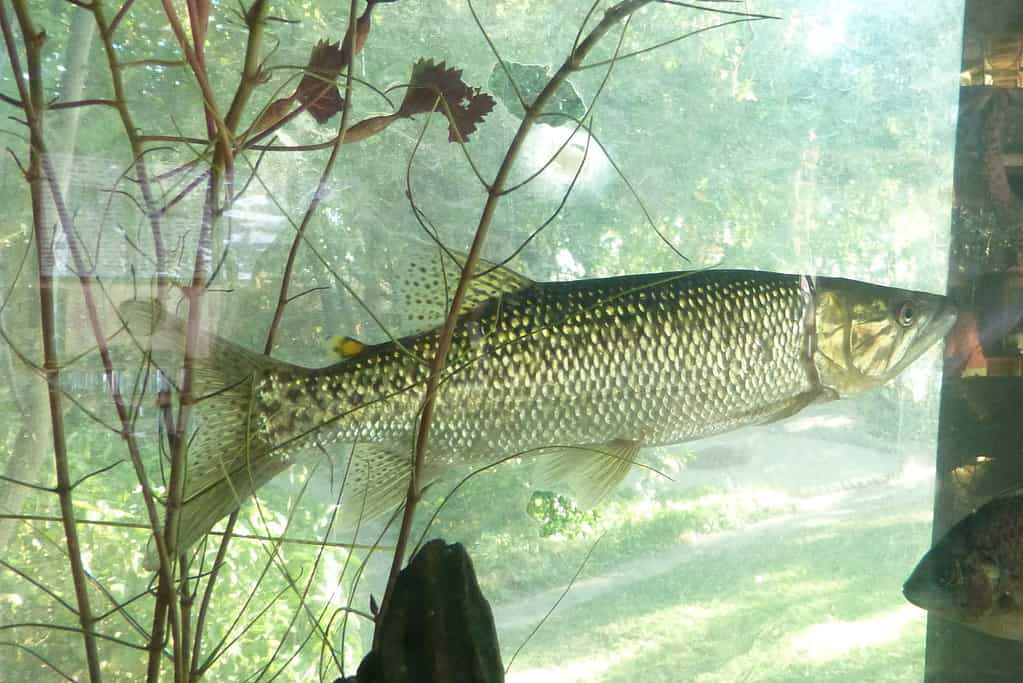 Hepsetus cuvieri, in an Aquarium of Guma Lagoon Camp in the Okavango Delta