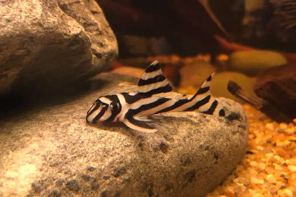 Zebra Pleco Catfish