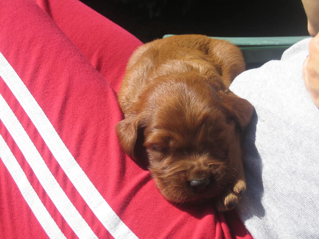 A 10 days old Irish setter who has just opened his eyes