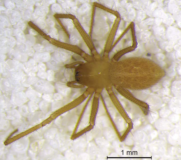 New cave spider discovered in China (Islandiana lewisi) female 2mm long