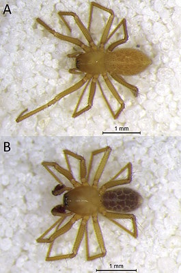 See The Minuscule New Species Of Spider Discovered In Cave - A-Z Animals