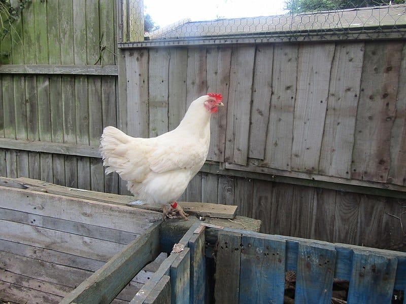 2020-09-10 White Leghorn chicken, Trimingham, Norfolk