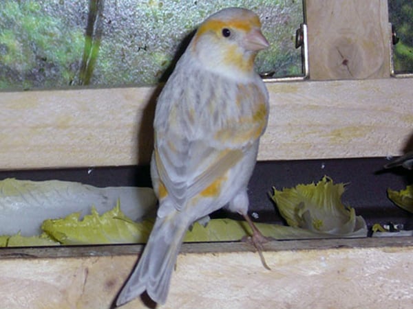 A canary with both opal and agate dilution mutation.