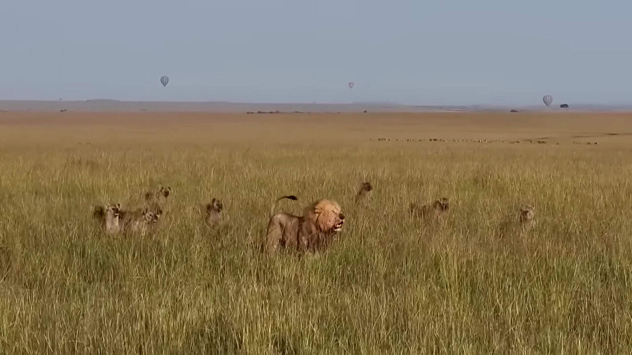 Even a pack of 30 hyenas can still be in danger when they attempt to fight a male lion.