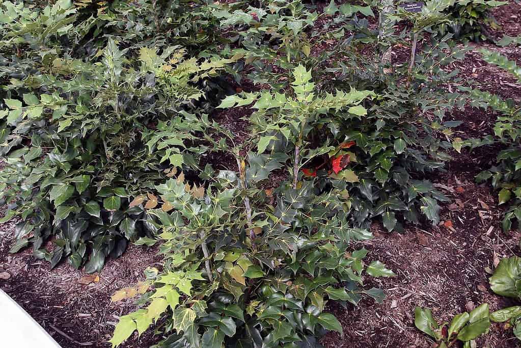 Mahonia bealei in the shade in Florida.