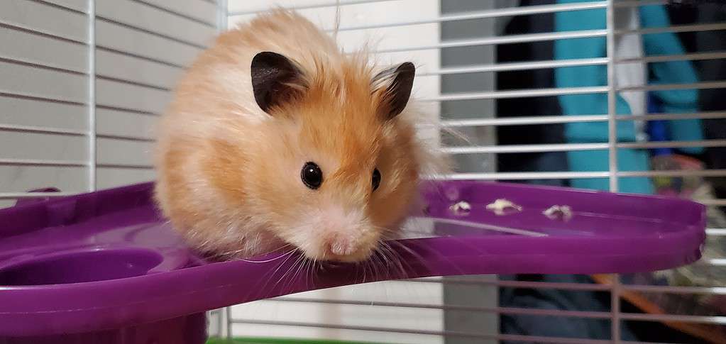 Long-Haired Satin honey hamster