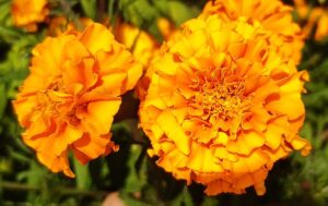 October Birth Flowers: Symbolism and Meaning of Marigolds and Calendulas photo