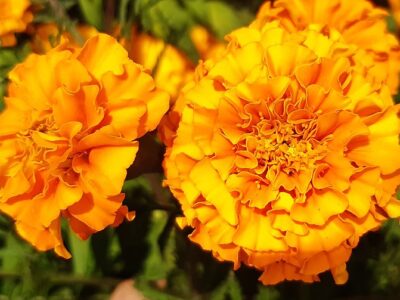 A October Birth Flowers: Symbolism and Meaning of Marigolds and Calendulas