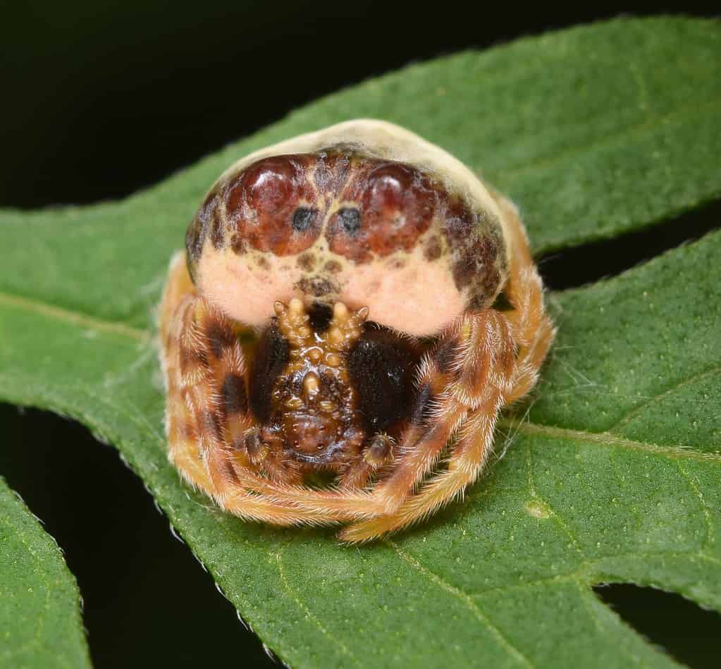 Bolas Spider (Mastophora hutchinsoni)