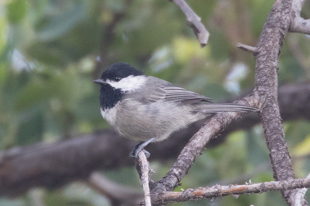 Mexican Chickadee