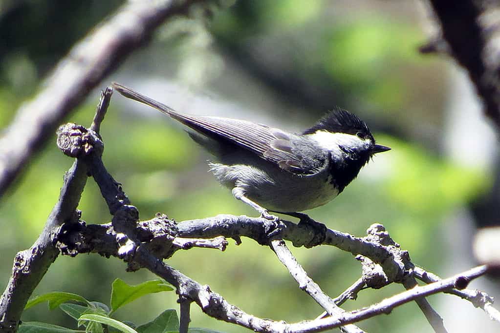 Mexican Chickadee