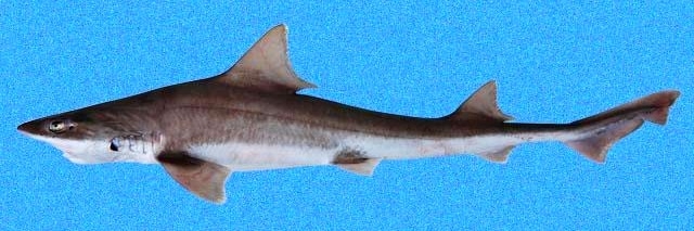 Picture of a brown smooth-hound shark  (Mustelus henlei)