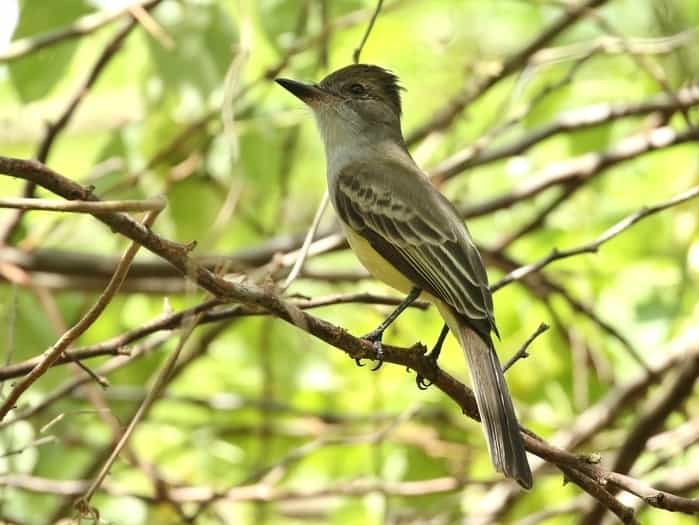 Venezuelan flycatcher