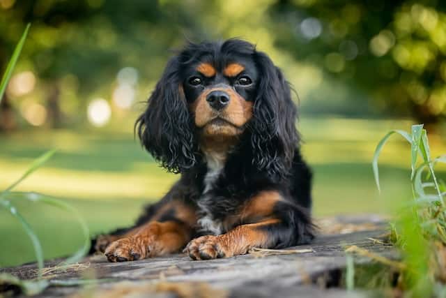 Black and tan Cavalier King Charles Spaniels were alleged to be found in English courts.