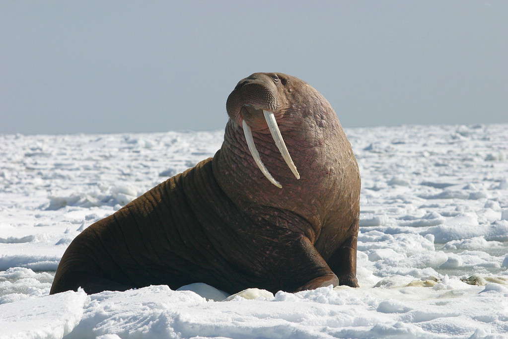 A large Pacific Walrus bull watches the camera. The adult bulls can weigh up to 3,700 pounds