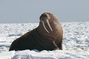 Walrus Tusks: How Long Do They Really Get? Picture