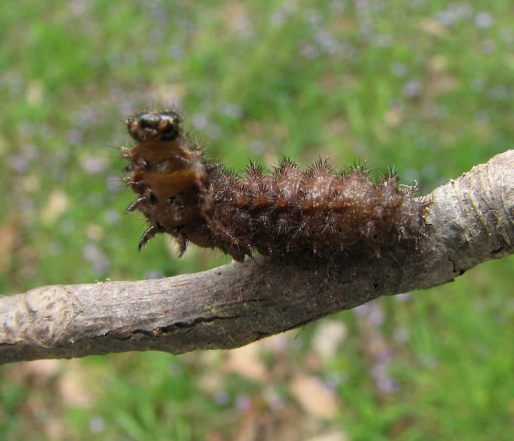 Pearl Crescent Caterpillar (Phyciodes tharos)