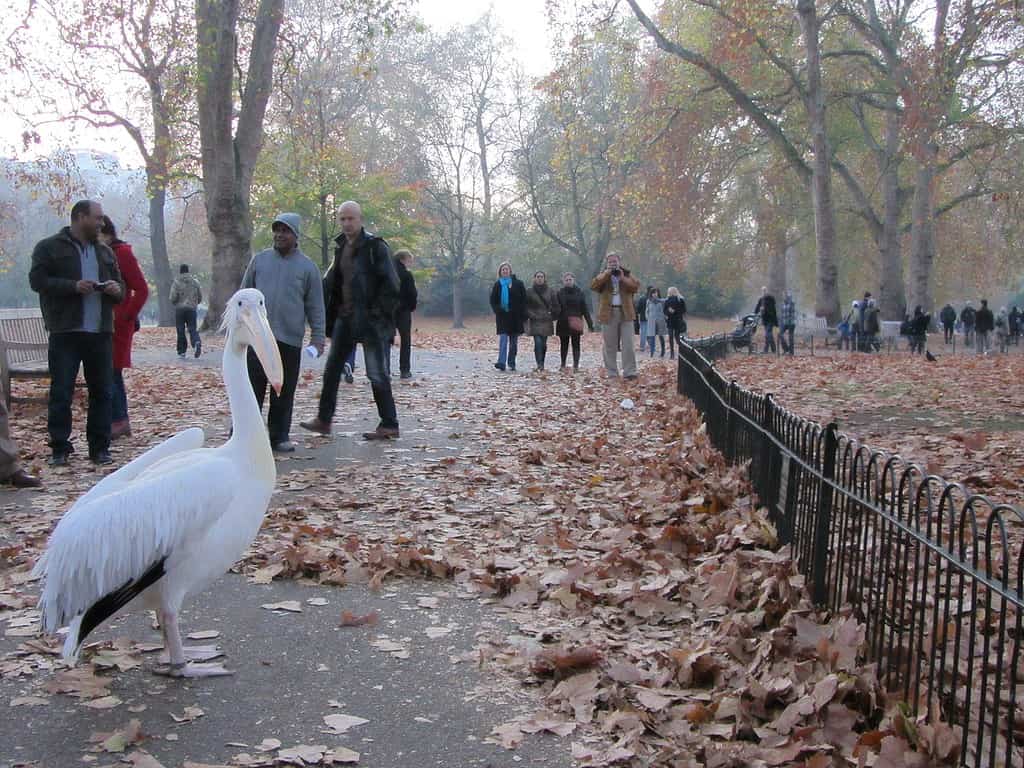 A pelican in St. James's Park, London, England