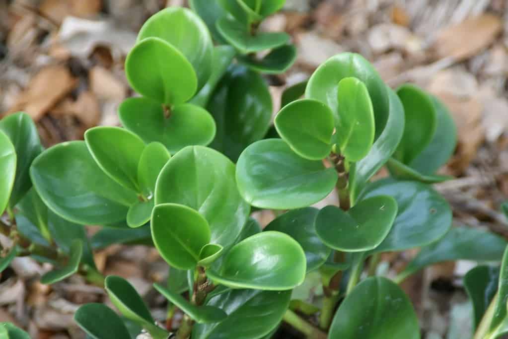 Peperomia obtusifolia is a shade plant for Florida. 