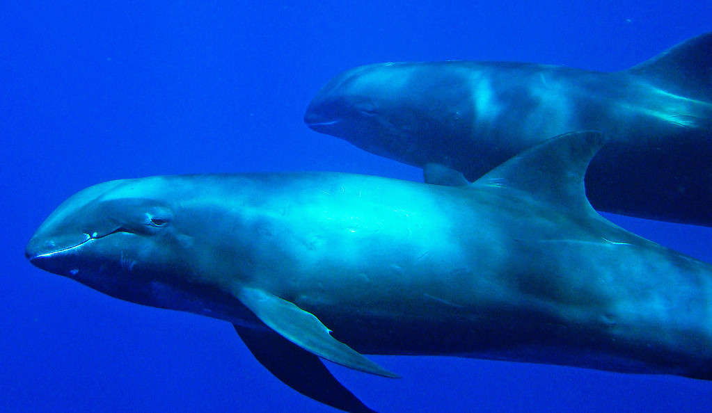 Melon-headed whale.