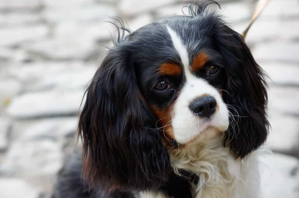 Cavaliers that are tricolor have a black or white base color with tan, white, or black markings.