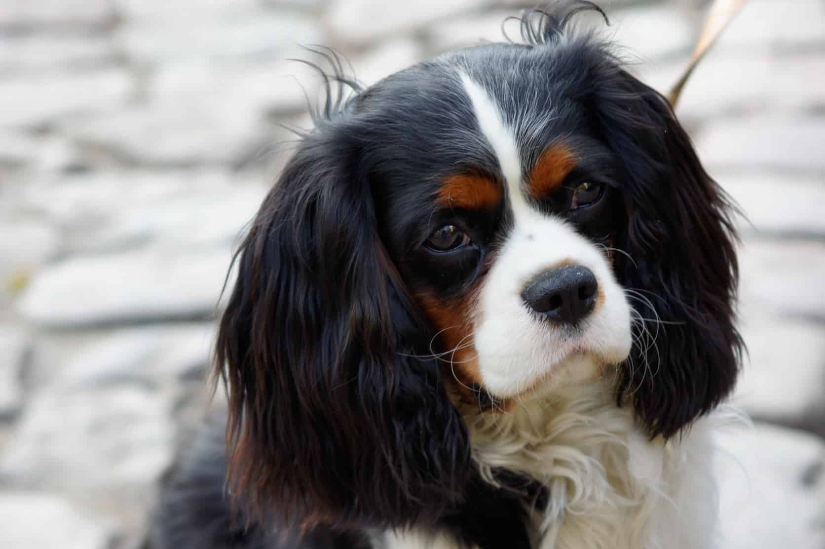 Cavalier King Charles Spaniel Colors Rarest to Most Common AZ Animals