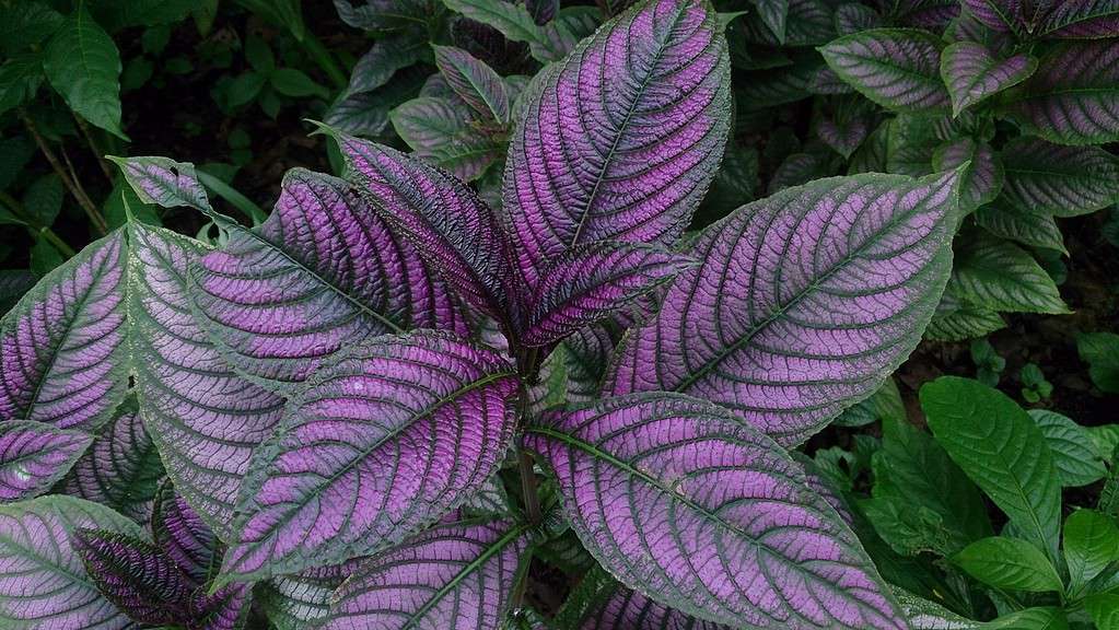 Persian shield plant loves growing in the shade. 