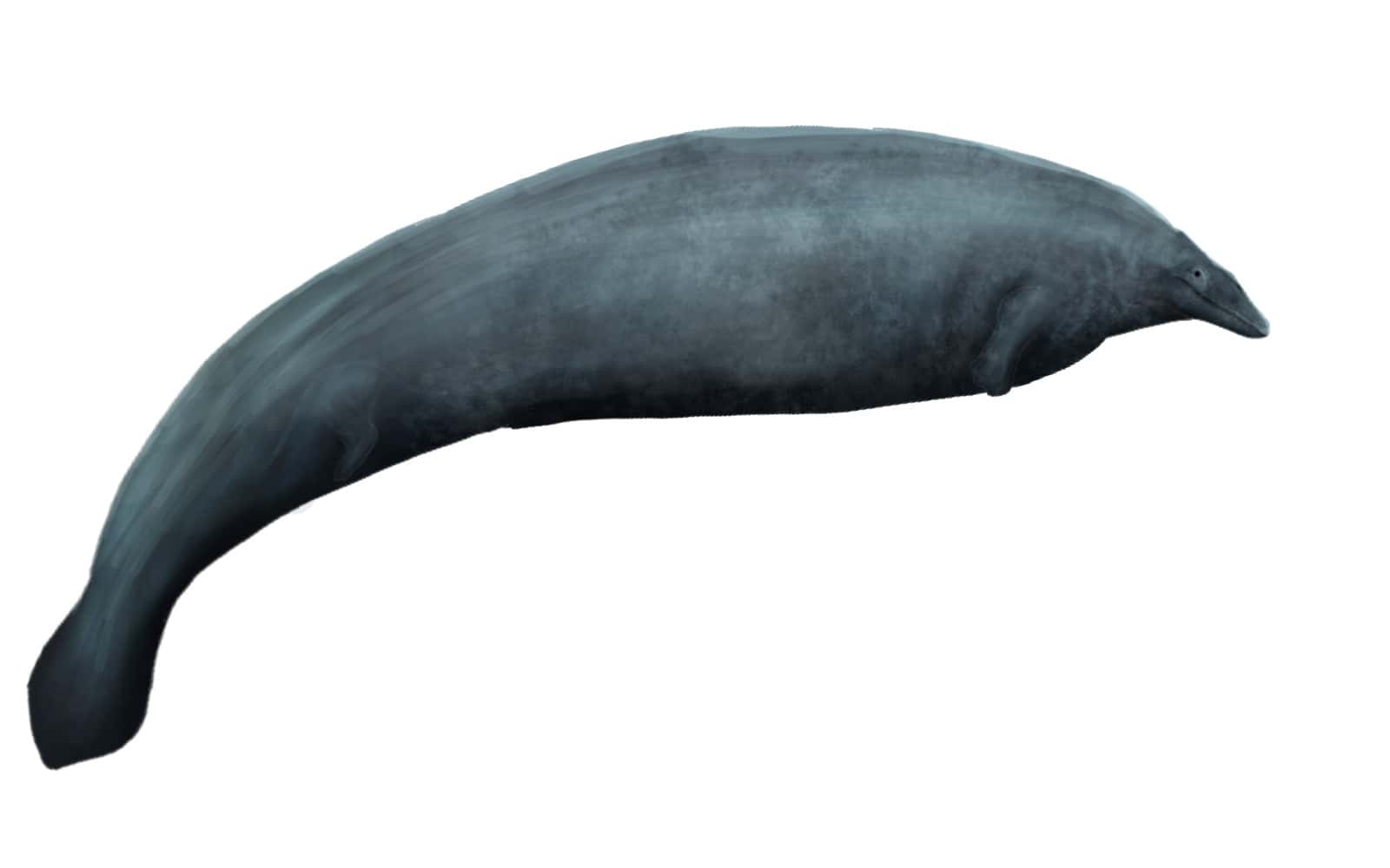 A restoration of P. colossus shows a grey mammal with a large body and small head.