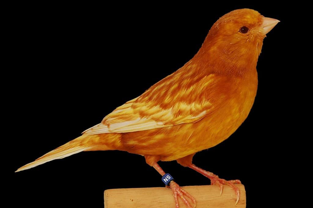 A phaeo-yellow-intensive canary on perch against black background.