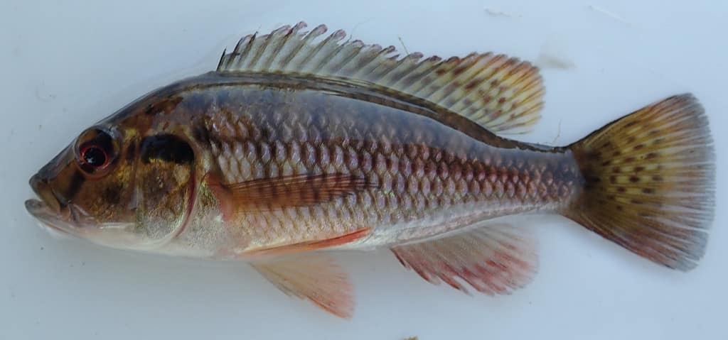 Zambezi Bream (Pharyngochromis acuticeps)
