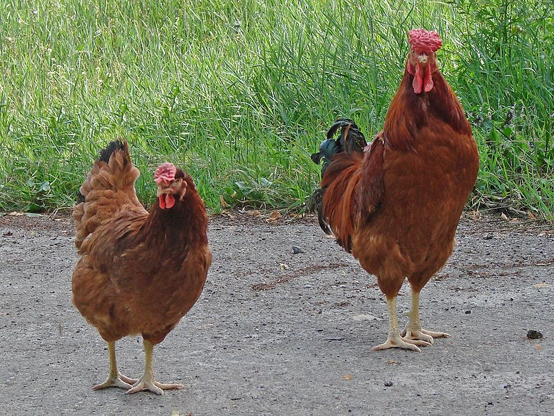 Polverara Chickens