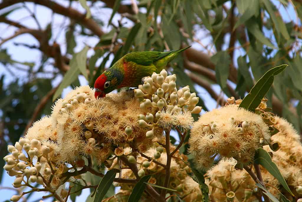 Varied lorikeet