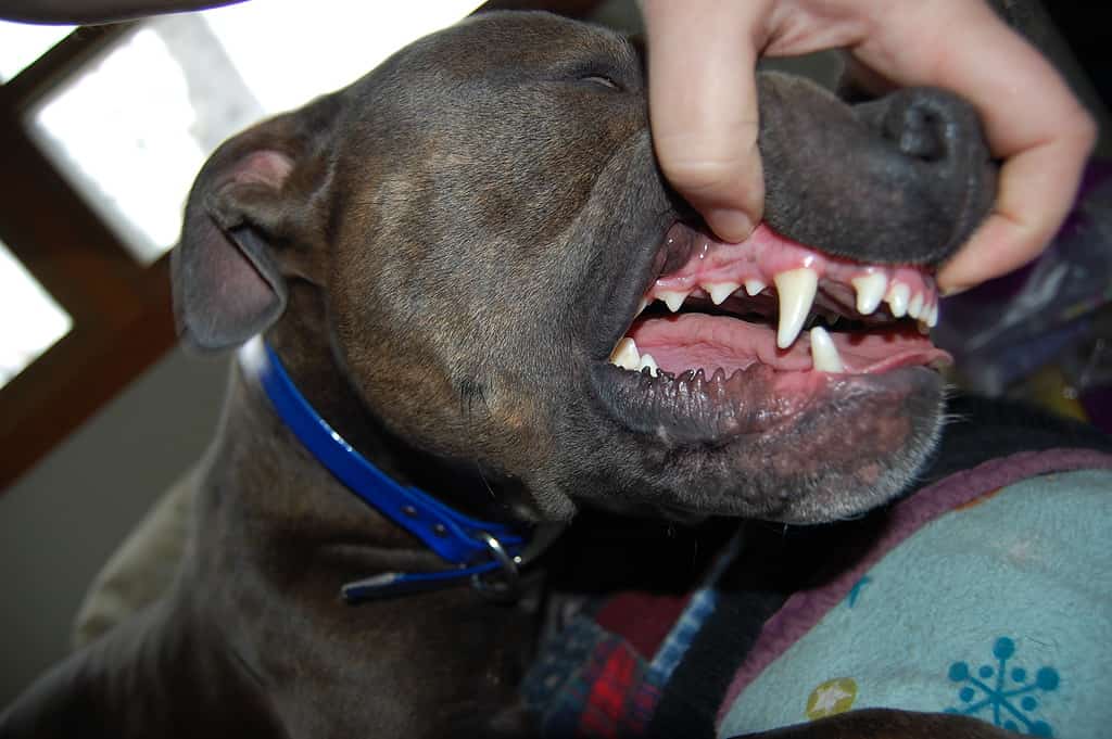 pit bull teeth
