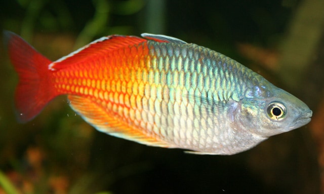 Melanotaenia boesemani, male red variety fish