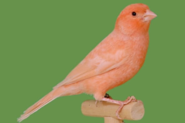 A rose ivory frosted canary on perch against green background.