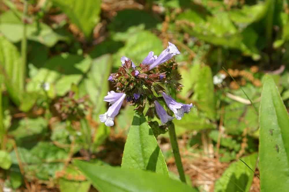 Lyreleaf sage or Salvia lyrata is a shade loving ground cover plant ideal for Florida. 