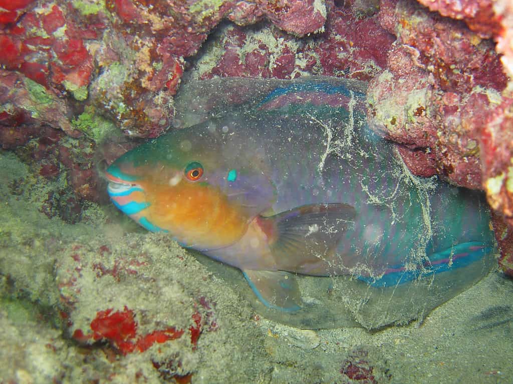 Zelinda’s Parrotfish (Scarus zelindae)