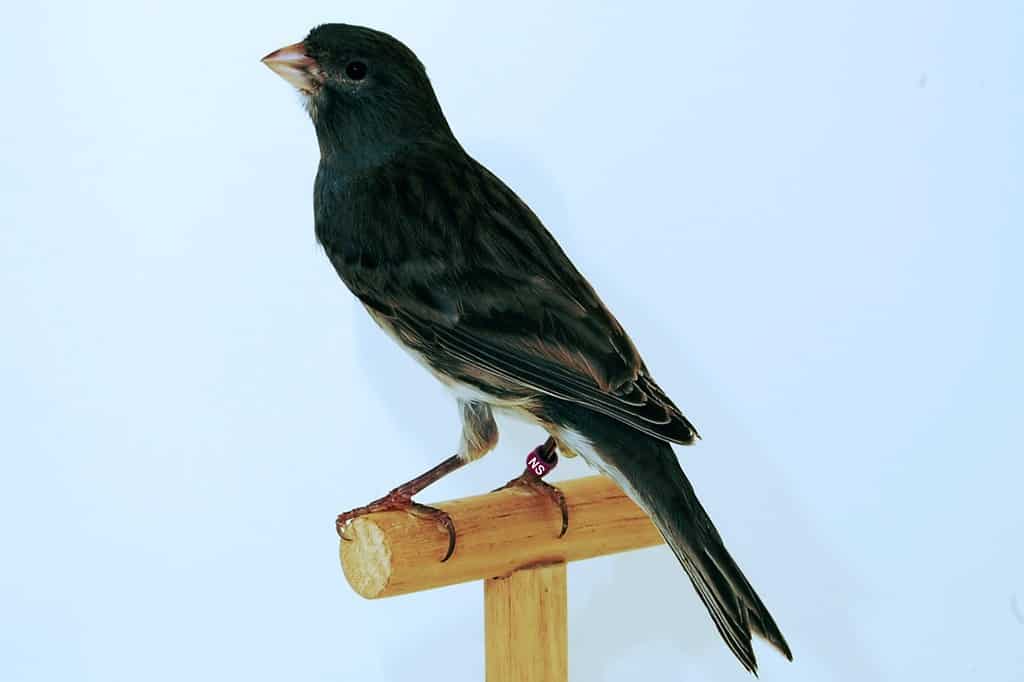 An onyx canary on perch against light blue background.