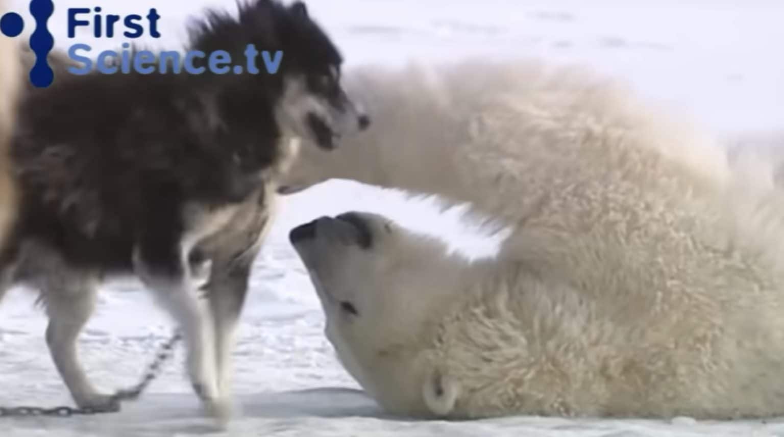 Gigantic Polar Bears Play with Sled Dogs in a Nerve-wracking Friendship ...